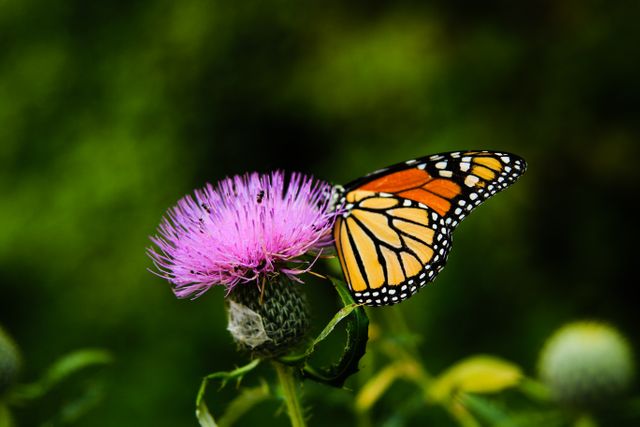 Monarch Butterfly on Thistle in Sunny Meadow - Download Free Stock Photos Pikwizard.com