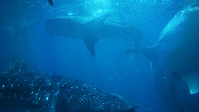 Whale sharks coexist peacefully underwater in clear blue ocean, displaying their majestic size and distinctive patterns. Great for illustrating marine biodiversity, promoting ocean conservation, and enriching educational content on marine creatures.