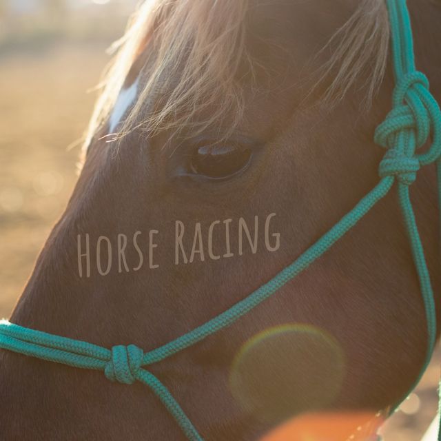 Close-Up of Horse with Green Bridle in Warm Sunset Light - Download Free Stock Templates Pikwizard.com