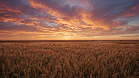 Golden Wheat Field at Sunset with Dramatic Sky
