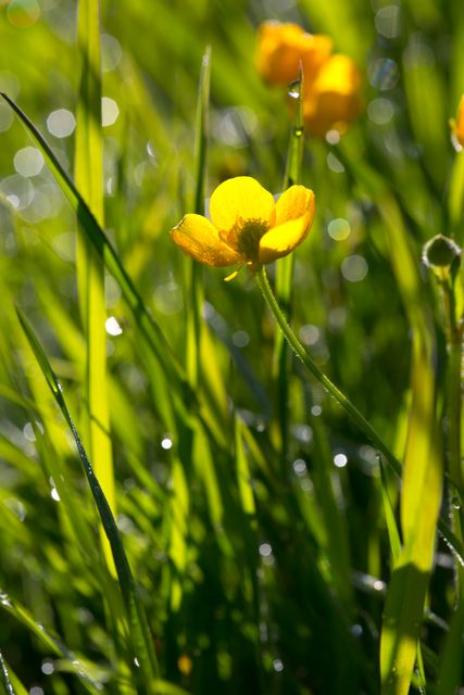 This vibrant close-up captures a yellow flower blooming amidst tall green grass, with droplets of dew catching the sunlight. Perfect for themes of nature, spring, growth, and beauty, this image brings a sense of freshness and vitality. Ideal for use in botanical publications, gardening blogs, and seasonal greeting cards.