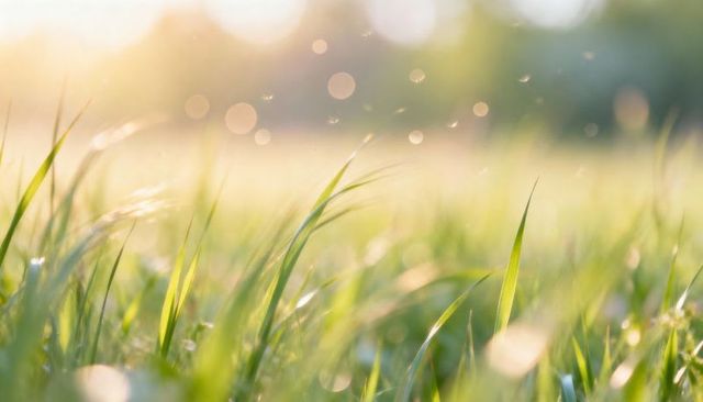 Sunlit meadow grass glistening with dew and floating pollen at golden hour