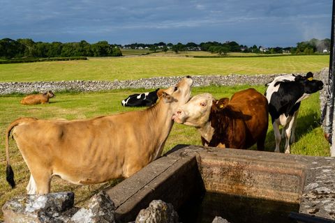 Cows grooming near water trough in sunlit rural meadow with dry stone walls