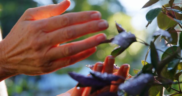 Hands Touching Nature Foliage in Sunlight - Download Free Stock Images Pikwizard.com