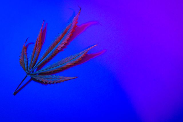 Illustrative image of illuminated leaves isolated against blue neon background, copy space. Nature, abstract, glowing and gradient concept.