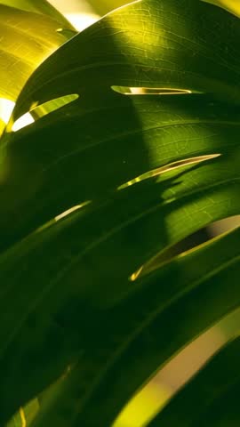 Vertical video of sunlight drifting through perforated monstera leaf showing textured veins