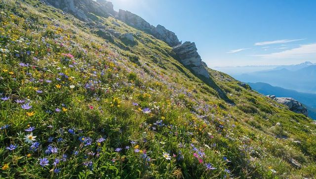 Sunlit alpine meadow blooming with colorful wildflowers on rocky mountain ridge panorama