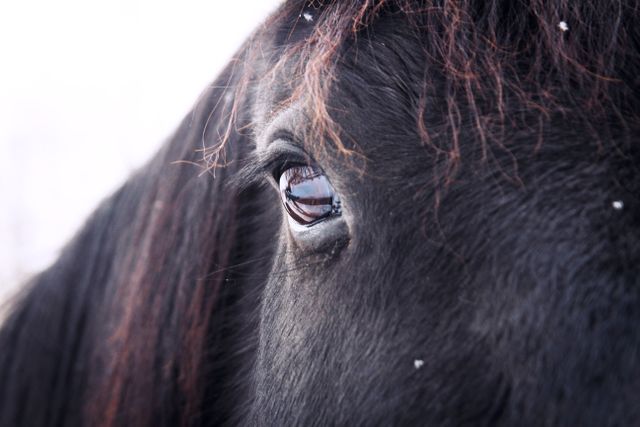 Detailed close-up of a black horse's eye, capturing the reflection and fine details. This image can be used for equine-related content, nature and wildlife topics, or to emphasize detail and beauty in animals. Ideal for blogs, magazines, and websites focusing on animal care, equestrian sports, or promoting scenic wildlife imagery.