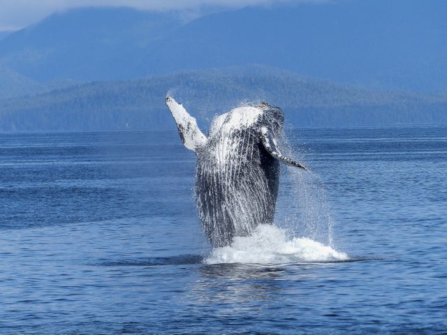 Humpback whale jumps out of ocean creating splash, framed by serene mountain landscape. Perfect for nature documentaries, wildlife enthusiasts, marine conservation campaigns, travel brochures, and educational resources on marine life.