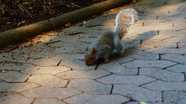 Perfect for illustrating urban wildlife and nature. Can be used for articles on city parks, animal behavior, or nature photography.