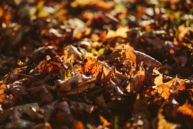 Colorful fallen leaves covering the ground create a rich autumn carpet. Ideal for seasonal backgrounds, nature-related content, or fall-inspired projects. Use this vibrant image to enhance blogs, social media posts, or print materials focusing on the beauty of fall.