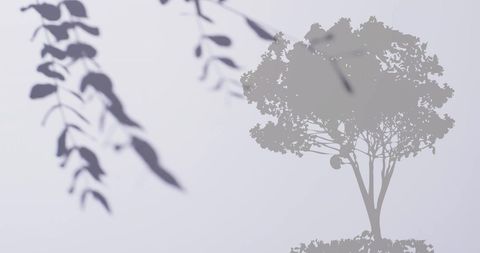 Shadow Leaves Over Silhouetted Tree on White Background - Download Free Stock Images Pikwizard.com