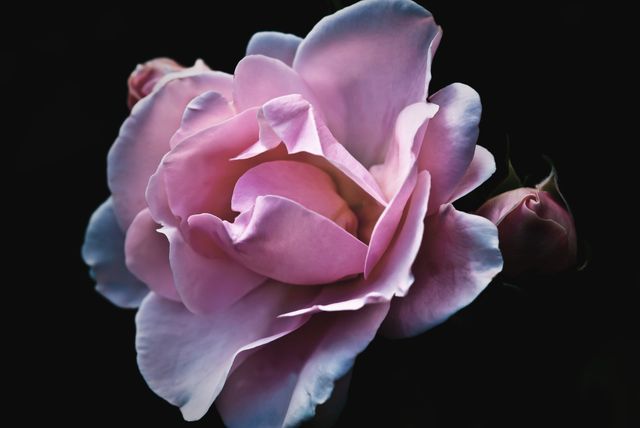 Close-Up of Beautiful Pink Rose on Dark Background - Download Free Stock Photos Pikwizard.com
