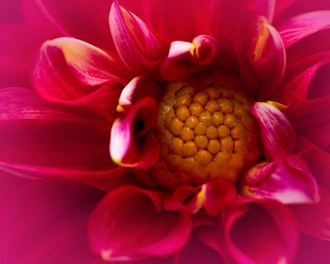 Macro close-up of vibrant magenta dahlia blooming with golden center and curled petals