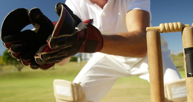 Cricket Wicketkeeper Preparing to Catch Ball Outdoors - Download Free Stock Images Pikwizard.com