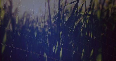 Grass blades in diffused light with abstract grid overlay
