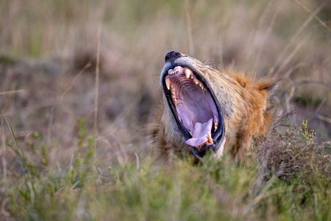 Yawning lion in african savanna grassland