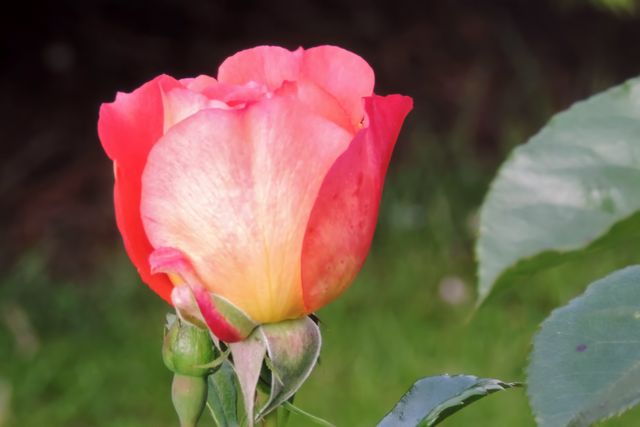 Picture showcases a close-up view of a partially blooming pink and yellow rose bud against a lush green background. Ideal for floral-themed designs, gardening blogs, nature photo collections, and spring promotions.