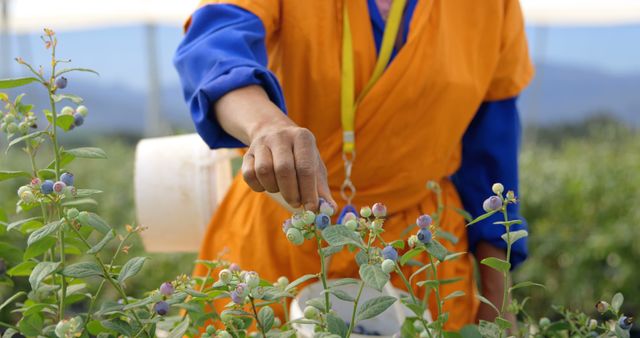 Farmer Harvesting Blueberries by Hand in Organic Farm - Download Free Stock Images Pikwizard.com