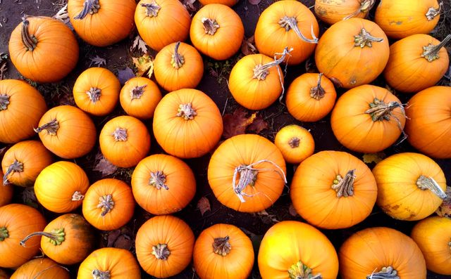 Vibrant pumpkins seen from above scattered on the ground, ideal for autumn and harvest themes. Great for use in marketing, seasonal promotions, recipe ideas, farm advertisements, or holiday celebrations such as Halloween and Thanksgiving.