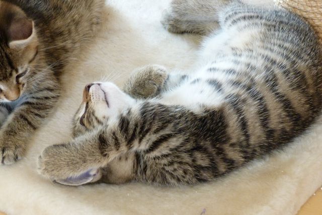 Adorable Kittens Resting on Soft Blanket - Download Free Stock Photos Pikwizard.com