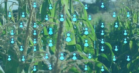 Digital connectivity in agricultural corn fields network
