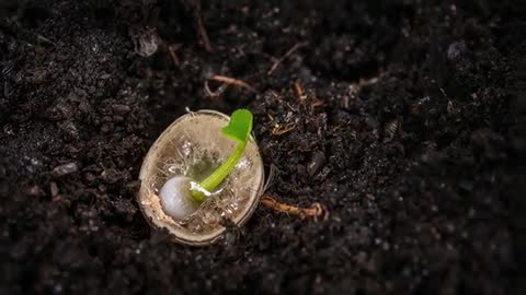 Seed Germinating Under Membrane in Moist Soil, Seedling Lifting Cotyledon Macro Time-Lapse