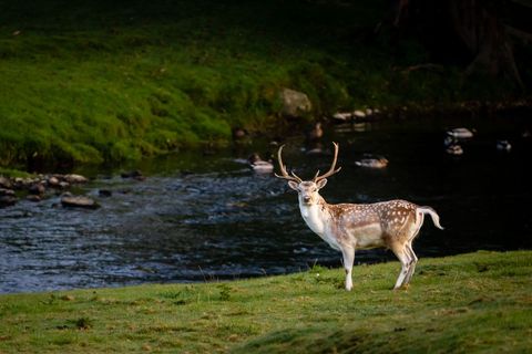 Elegant fallow buck standing by tranquil stream
