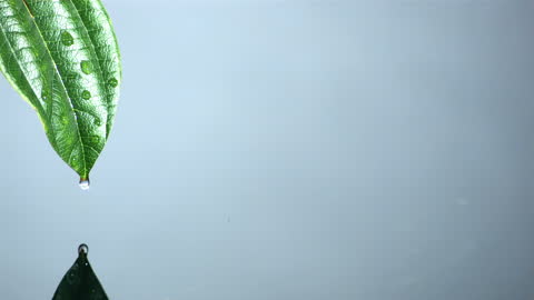 Water Droplet Dripping from Green Leaf with Tranquil Reflection