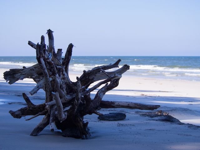 Driftwood resting on white sand beach with gentle waves in background under clear blue sky. Ideal for use in travel brochures, nature and coastal calendars, environmental campaigns, or web designs promoting relaxation and tranquility.