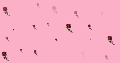 Roses Scattered on Pink Background for Floral Visuals