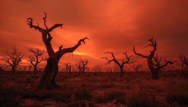 Dramatic Desert Landscape with Twisted Trees at Dusk