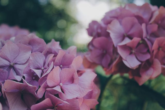 This detailed image of hydrangea flowers showcases the delicate pink and purple petals in full bloom, making it perfect for representing spring and summer beauty. Ideal for use in gardening blogs, floral design projects, nature-related articles, or as a decorative element in home decor designs.
