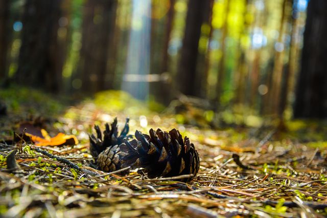 Pine cone resting among pine needles and foliage on a forest floor. Sunlight beams filter through the dense arrangement of trees. Suitable for illustrating concepts related to nature, tranquility, the forest ecosystem, seasonal changes, and the natural environment. Ideal for use in environmental education materials, nature-themed blogs, or inspirational content involving nature and relaxation.