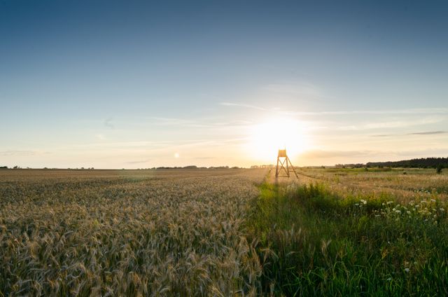 Scenic Wheat Field at Sunset with a Wooden Structure - Download Free Stock Photos Pikwizard.com