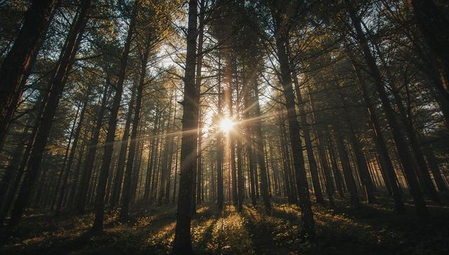 Golden Sunrays Illuminating Tranquil Pine Forest