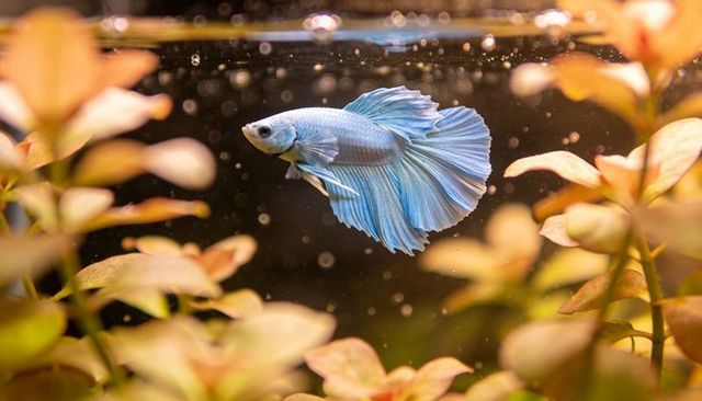 Pale blue betta fish swimming among planted aquarium plants with flowing fins and bubbles