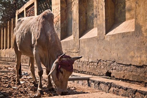 Cow grazing on dusty village street beside weathered wall wearing headscarf and horns