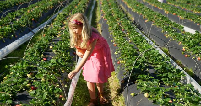 Caucasian girl explores a strawberry farm on a sunny day. She's learning about agriculture and where food comes from during a school field trip.