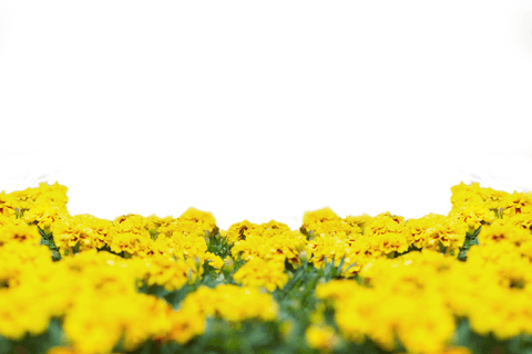 vibrant yellow flowers isolated on transparent background - Download Free Stock Videos Pikwizard.com