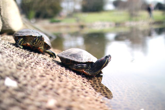 Two Painted Turtles on Shoreline of Pond in Soft Focus Background - Download Free Stock Photos Pikwizard.com