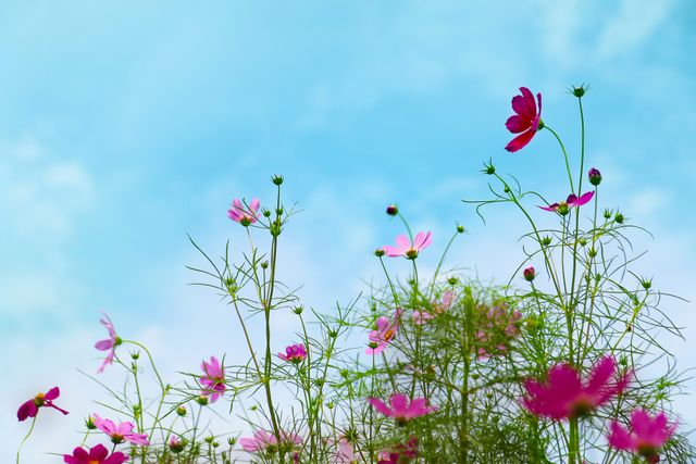 Natural scene of pink cosmos flowers blooming against a clear blue sky. Perfect for nature-related content, garden themes, floral decorations, and seasonal promotions.