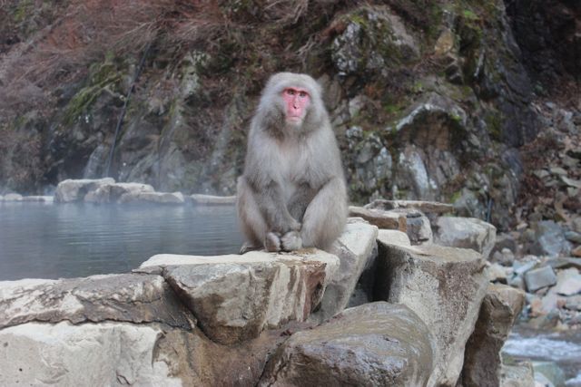 Japanese snow monkey sitting by hot spring with rocky background, scene known for its natural serenity and wildlife. Perfect for use in travel promotions, wildlife documentaries, nature themed projects, and educational content about animals and natural landscapes.