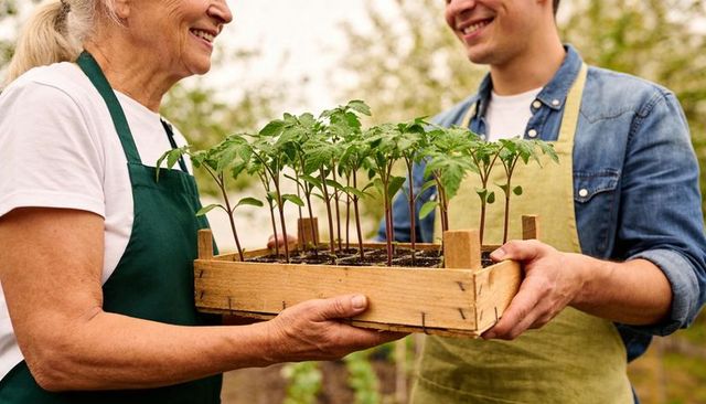Intergenerational gardeners exchanging wooden crate of seedlings at local community allotment