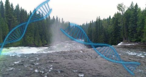 Glowing blue dna helices floating above rushing river and rising mist in evergreen gorge