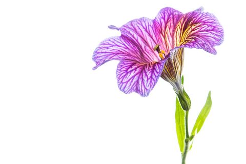 Vibrant purple petunia flower isolated on white background