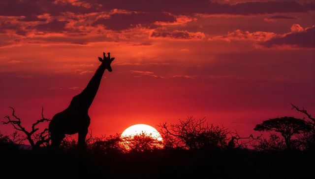 Giraffe Silhouette at Sunset in Vibrant Savannah Landscape