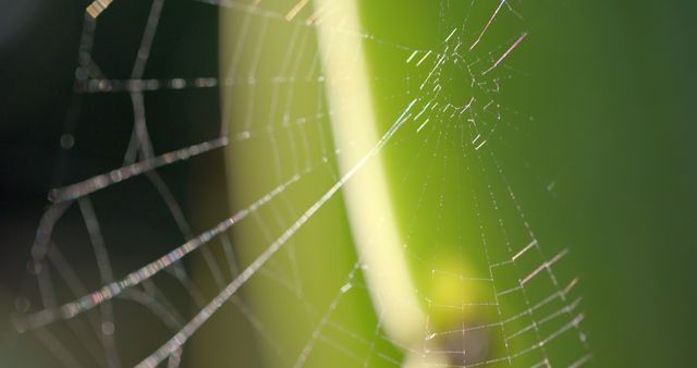 Close up of spider's web in sunny natural environment. Nature, sun, insects, environment and wildlife.