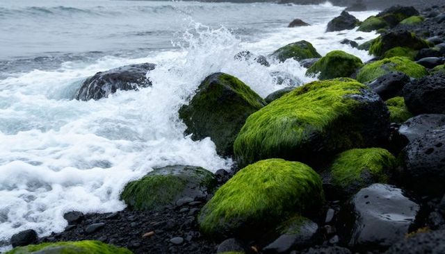 Crashing waves hitting green algae-covered volcanic boulders on black pebble coastline