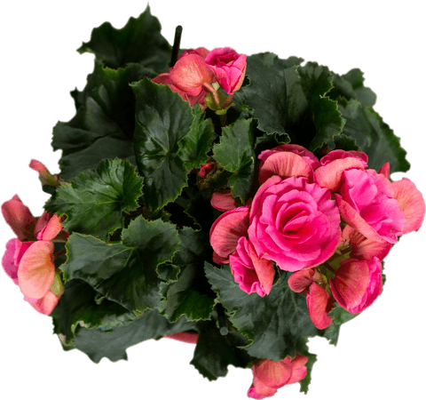 Digital pink roses on transparent background illustration